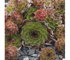 Sempervivum CANTABRICUM