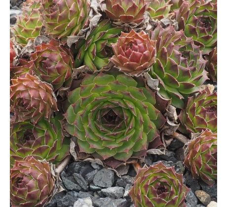 Sempervivum CANTABRICUM