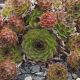 Sempervivum CANTABRICUM