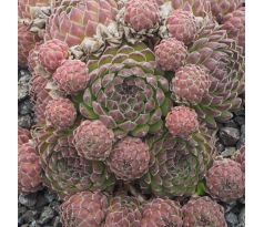 Sempervivum ERYTHRAEUM from Pirin Mts