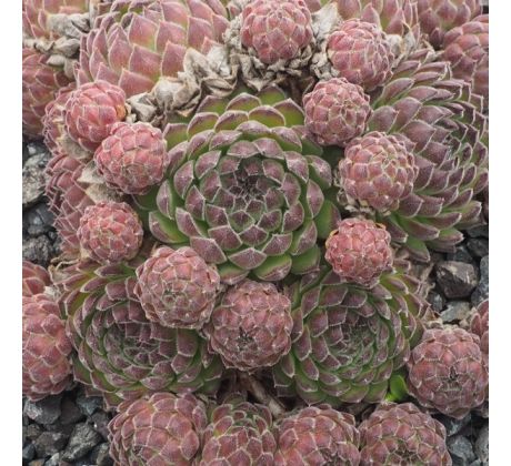 Sempervivum ERYTHRAEUM from Pirin Mts