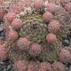 Sempervivum ERYTHRAEUM from Pirin Mts