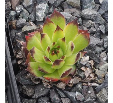 Sempervivum OSSETIENSE