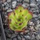 Sempervivum OSSETIENSE