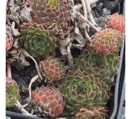 Sempervivum KINDINGERI