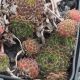 Sempervivum KINDINGERI