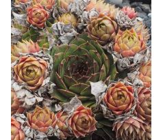 Sempervivum ITALICUM