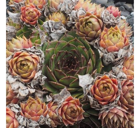 Sempervivum ITALICUM