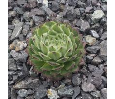 Sempervivum LILAFEE