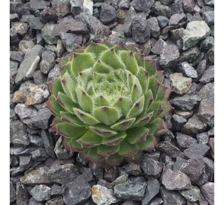 Sempervivum LILAFEE