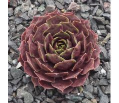 Sempervivum ROUGE