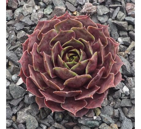 Sempervivum ROUGE