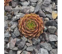 Sempervivum SEVERA