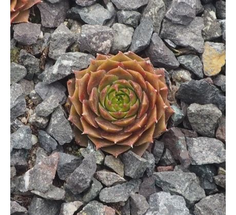 Sempervivum SEVERA