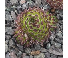 Sempervivum SHIRLEY TEMPLE