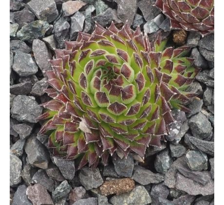 Sempervivum SHIRLEY TEMPLE