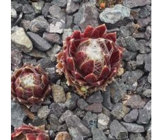 Sempervivum ZILVER SUZANNA