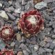 Sempervivum ZILVER SUZANNA