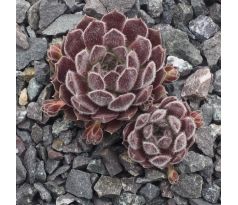 Sempervivum BELLEKIN