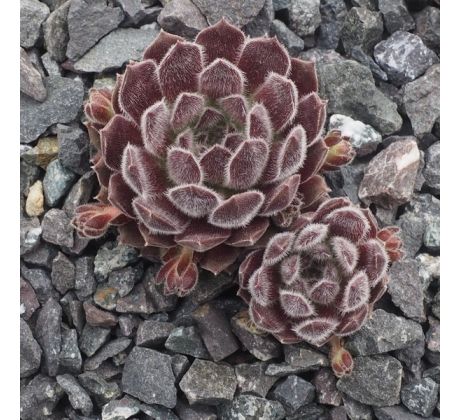 Sempervivum BELLEKIN