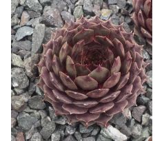 Sempervivum SODALIT