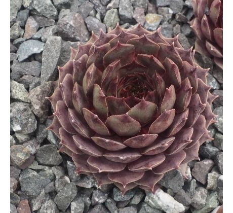 Sempervivum SODALIT