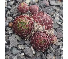 Sempervivum SONO