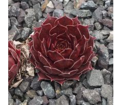 Sempervivum SUEN