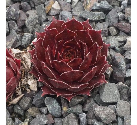 Sempervivum SUEN