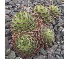 Sempervivum SWEET LIME GIRL