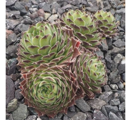 Sempervivum SWEET LIME GIRL