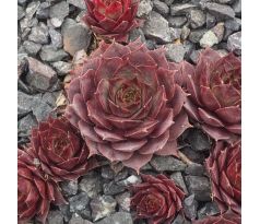 Sempervivum TENBURY