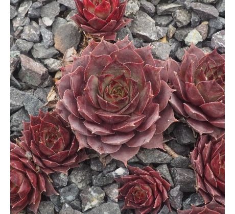 Sempervivum TENBURY