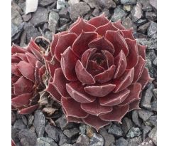 Sempervivum THORS HAMMER