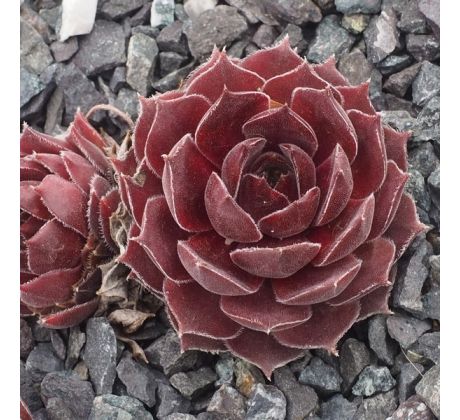 Sempervivum THORS HAMMER