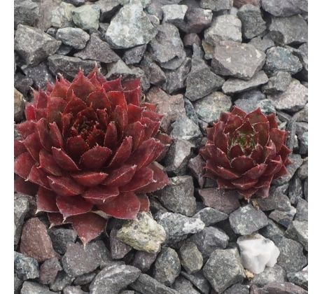 Sempervivum TICINO