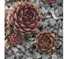 Sempervivum TONI