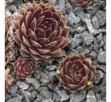 Sempervivum TONI