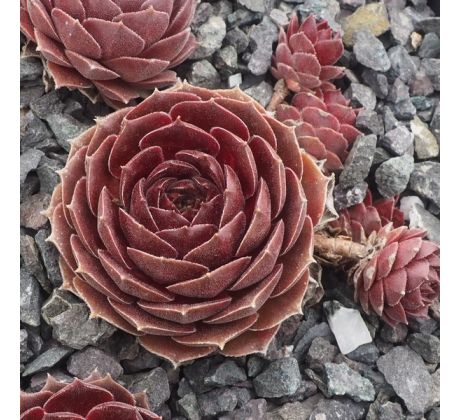 Sempervivum TURMALIN