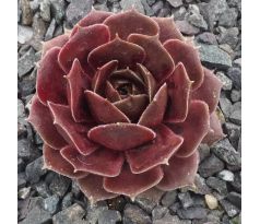 Sempervivum ROSE PARADE