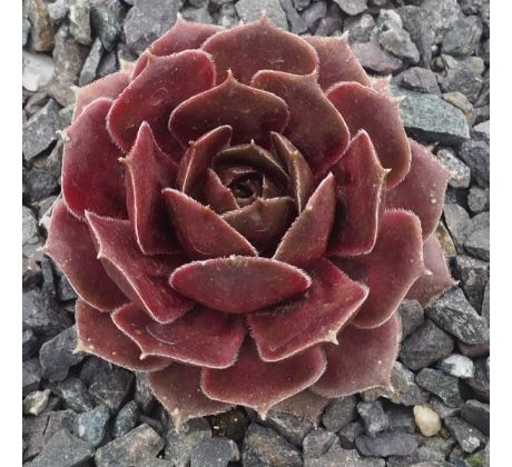 Sempervivum ROSE PARADE