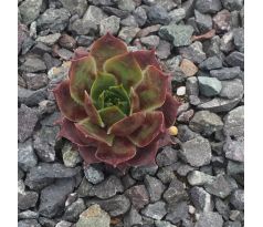 Sempervivum PINK ARROW