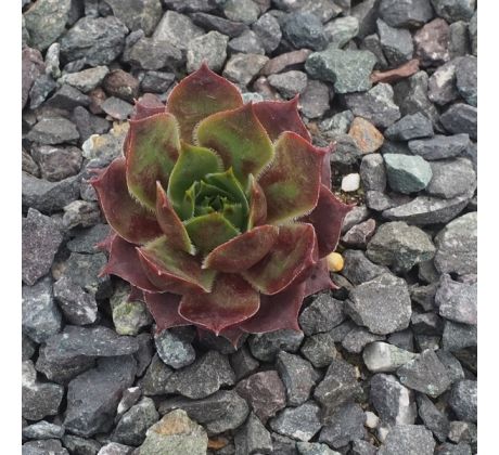 Sempervivum PINK ARROW