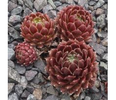 Sempervivum POLO LOCO