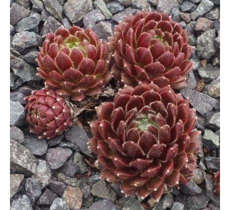 Sempervivum POLO LOCO