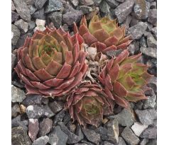 Sempervivum PRIMUS