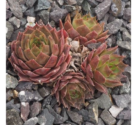 Sempervivum PRIMUS