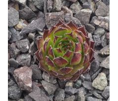 Sempervivum PURDY`S 90-1