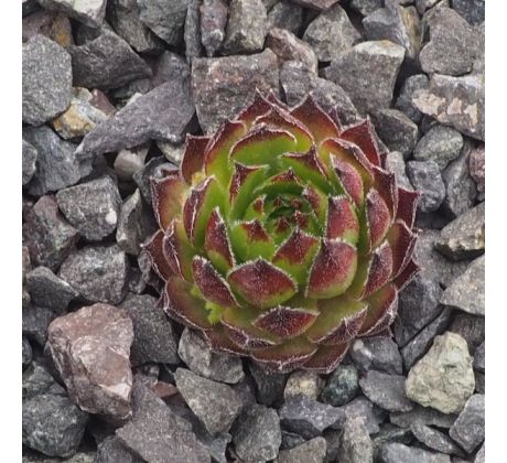 Sempervivum PURDY`S 90-1