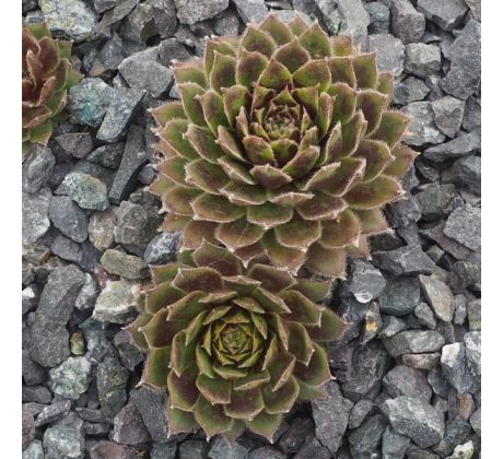 Sempervivum QUAX